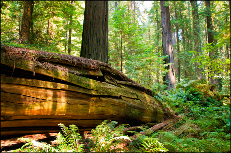 Humboldt Redwood SP 04